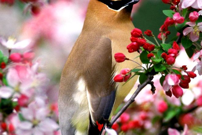 Waxwing animals Enciclopedia animalelor toată pădurea