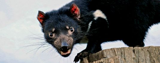 Enciclopedia Tasmanian Devil Animal animal