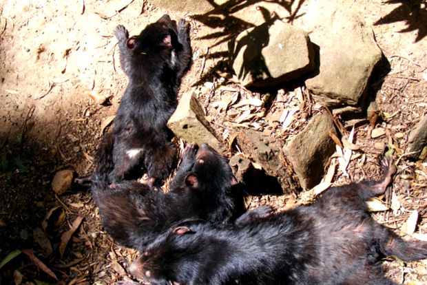 Enciclopedia Tasmanian Devil Animal animal
