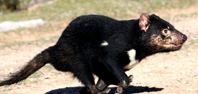 Enciclopedia Tasmanian Devil Animal Diavolii tasmanieni