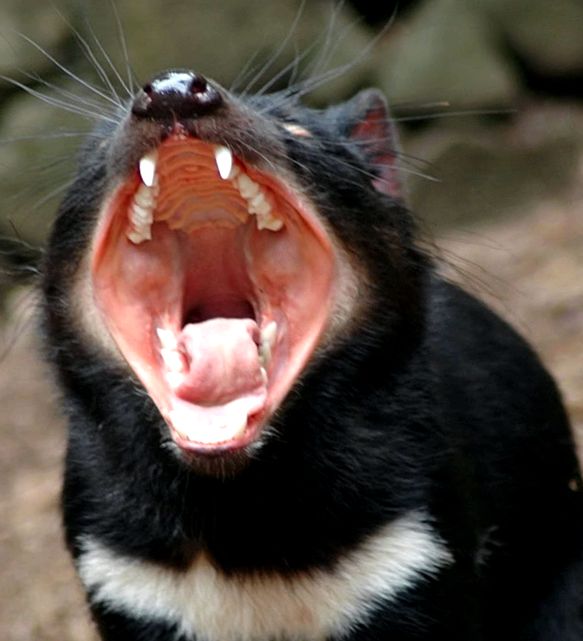 Enciclopedia Tasmanian Devil Animal tasmanian