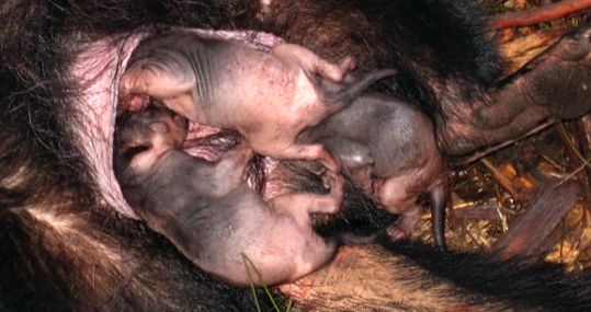 Enciclopedia Tasmanian Devil Animal Diavolii tasmanieni