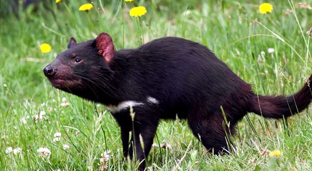 Enciclopedia Tasmanian Devil Animal diavol
