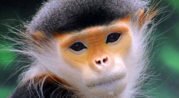 Enciclopedia animalelor Maimuțelor speciile includ