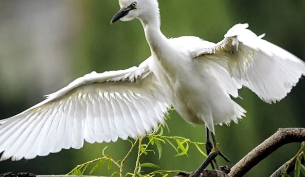 Herons Animal Encyclopedia stârc
