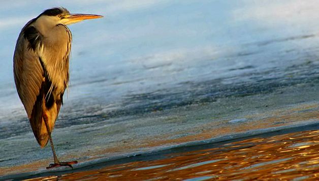 Herons Animal Encyclopedia enciclopedie