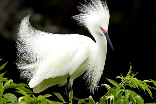 Herons Animal Encyclopedia enciclopedie