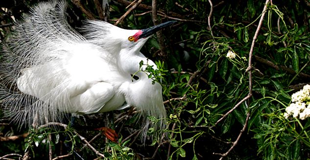 Herons Animal Encyclopedia animal