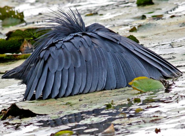 Herons Animal Encyclopedia stârc