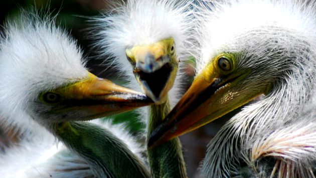 Herons Animal Encyclopedia stârc