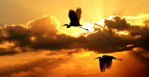 Herons Animal Encyclopedia animal