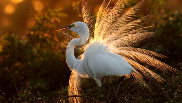 Herons Animal Encyclopedia stârc