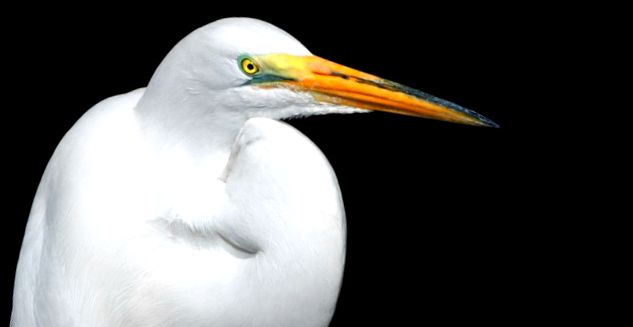 Herons Animal Encyclopedia enciclopedie