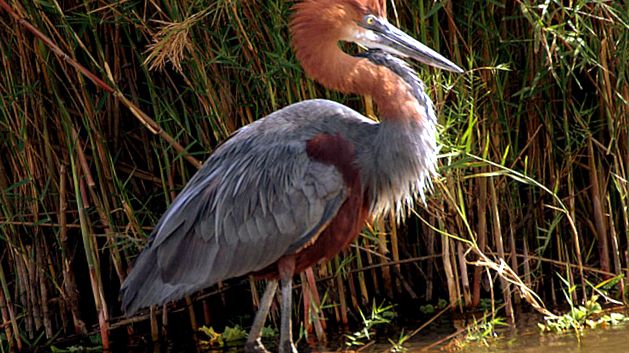 Herons Animal Encyclopedia stârc