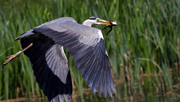 Herons Animal Encyclopedia enciclopedie