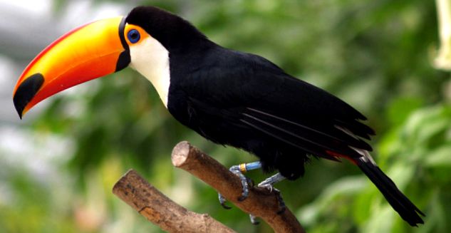 Enciclopedia animalelor Toucans aceste păsări