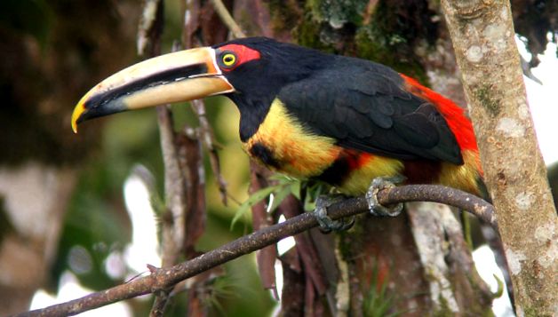 Enciclopedia animalelor Toucans tucan