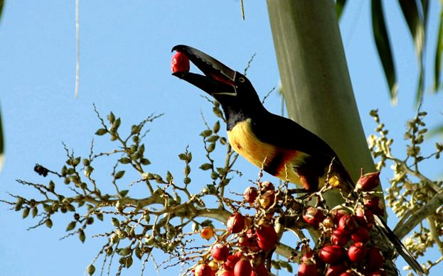 Enciclopedia animalelor Toucans aceste păsări