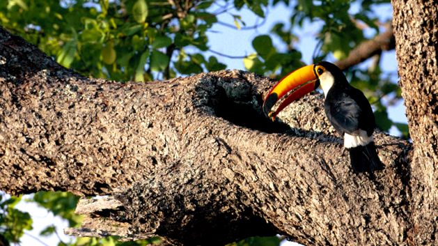 Enciclopedia animalelor Toucans aceste păsări