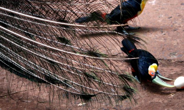 Enciclopedia animalelor Toucans aceste păsări