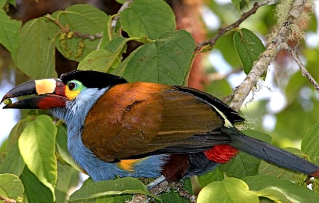 Enciclopedia animalelor Toucans enciclopedie