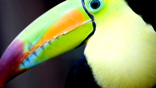 Enciclopedia animalelor Toucans aceste păsări
