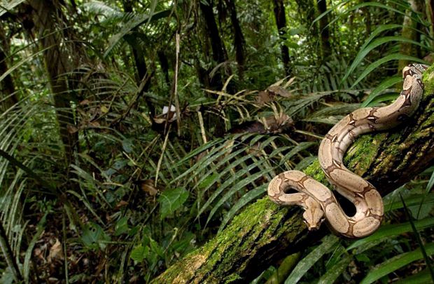 Enciclopedia Boas a animalelor boa