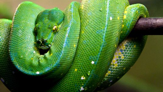 Enciclopedia Boas a animalelor enciclopedie
