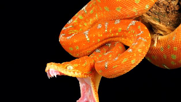 Enciclopedia Boas a animalelor Cubanez de pământ