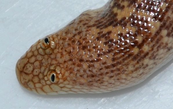 Enciclopedia Boas a animalelor Cubanez de pământ