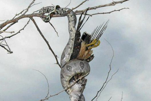 Enciclopedia Boas a animalelor animal
