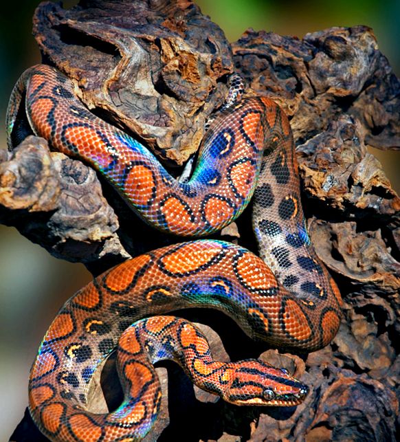 Enciclopedia Boas a animalelor boa