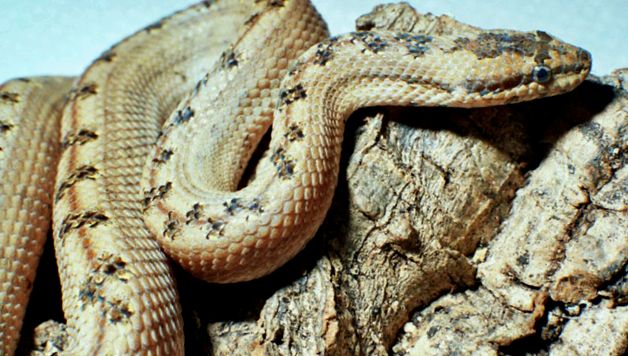 Enciclopedia Boas a animalelor animal