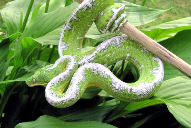 Enciclopedia Boas a animalelor animal