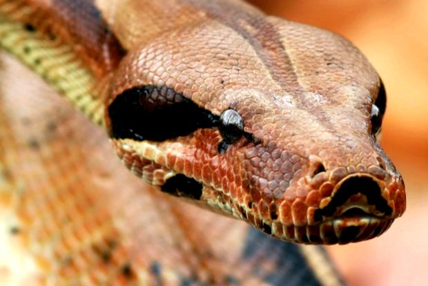 Enciclopedia Boas a animalelor animal