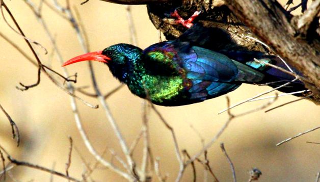 Hoopoes sunt păsări strălucitoare, cu un comportament interesant luminos