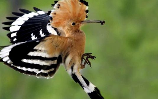 Hoopoes sunt păsări strălucitoare, cu un comportament interesant pupăză