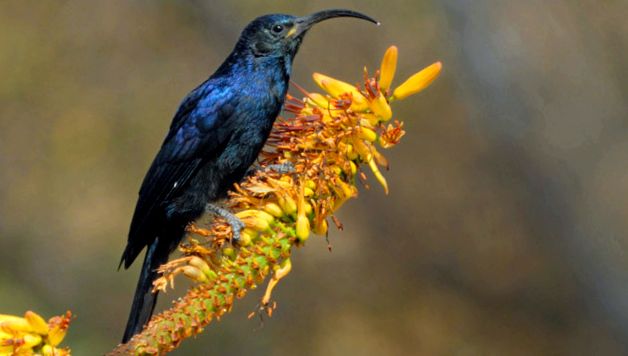Hoopoes sunt păsări strălucitoare, cu un comportament interesant interesant
