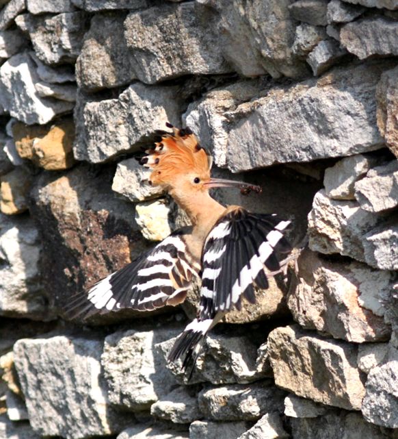 Hoopoes sunt păsări strălucitoare, cu un comportament interesant comportament