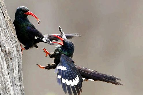 Hoopoes sunt păsări strălucitoare, cu un comportament interesant interesant