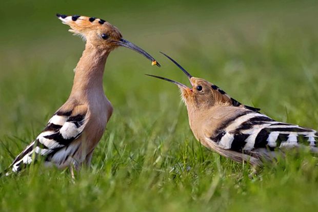 Hoopoes sunt păsări strălucitoare, cu un comportament interesant comportament
