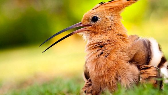 Hoopoes sunt păsări strălucitoare, cu un comportament interesant luminos