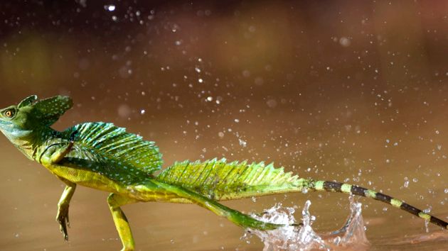 Basiliscuri - șopârle ale lui Iisus Hristos bazilisc Basiliscus