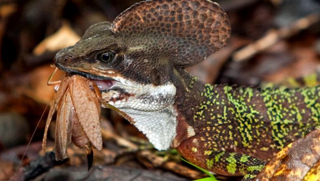 Basiliscuri - șopârle ale lui Iisus Hristos bazilisc Basiliscus
