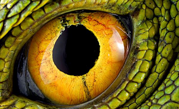 Basiliscuri - șopârle ale lui Iisus Hristos bazilisc Basiliscus