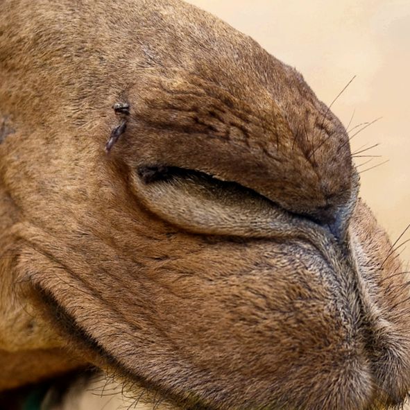 Camile - nave ale deșertului aceste animale