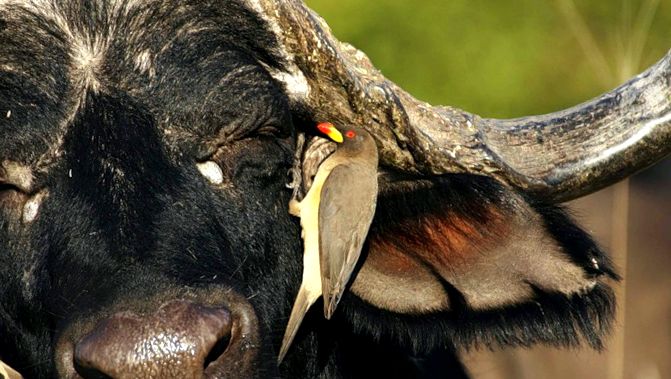 Bivolii sunt putere, putere și... asistență reciprocă bivol