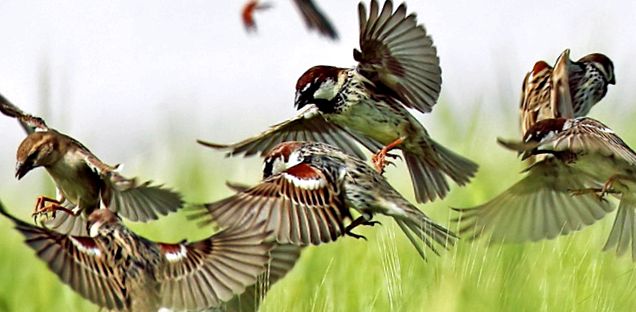 Aceste vrăbii neobișnuite Sparrow Passer