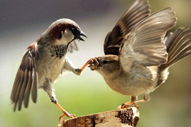 Aceste vrăbii neobișnuite Sparrow Passer