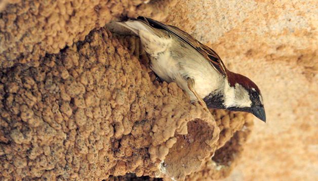 Aceste vrăbii neobișnuite Sparrow Passer